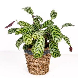 Calathea Ctenanthe Burle Marxii Lanesse Gri Hasır Saksılı Fidan Burada