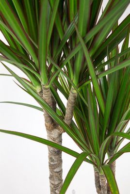 2 Gövdeli Dracaena Marginata-80-100cm Hediye Paketli - 3