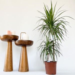 2 Gövdeli Dracaena Marginata-80-100cm Hediye Paketli - 2