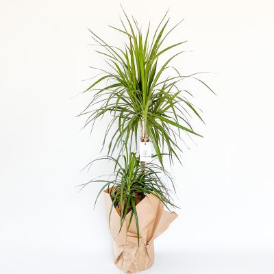 2 Gövdeli Dracaena Marginata-80-100cm Hediye Paketli - 1