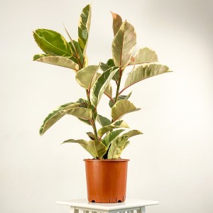 Alacalı Kauçuk Bitkisi-Ficus Elastica Tineke- 2 Gövdeli 100-120cm - Fidan Burada