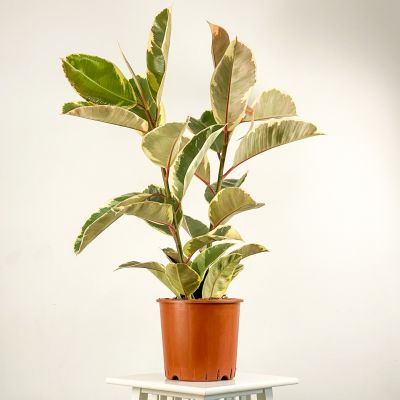 Alacalı Kauçuk Bitkisi-Ficus Elastica Tineke- 2 Gövdeli 100-120cm - 1