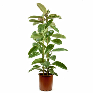 Alacalı Kauçuk Bitkisi-Ficus Elastica Tineke-İthal-2 Gövdeli 140-160cm - Fidan Burada