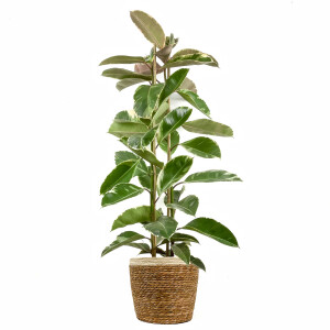 Alacalı Kauçuk Bitkisi-Ficus Elastica Tineke-Lane Hasır Saksılı 2 Gövdeli 140-160cm - 1