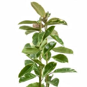 Alacalı Kauçuk Bitkisi-Ficus Elastica Tineke-Lane Hasır Saksılı 2 Gövdeli 140-160cm - 2