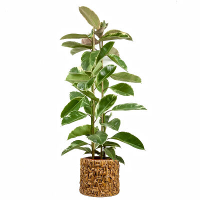 Alacalı Kauçuk Bitkisi-Ficus Elastica Tineke-Rolyn Hasır Saksılı 2 Gövdeli 140-160cm - 1