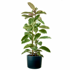 Alacalı Kauçuk Bitkisi-Ficus Elastica Tineke-Ruby Antrasit Saksılı 2 Gövdeli 140-160cm - 1