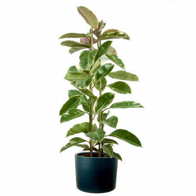 Alacalı Kauçuk Bitkisi-Ficus Elastica Tineke-Ruby Antrasit Saksılı 2 Gövdeli 140-160cm - 1