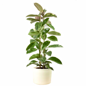 Alacalı Kauçuk Bitkisi-Ficus Elastica Tineke-Ruby Beyaz Saksılı 2 Gövdeli 140-160cm - Fidan Burada