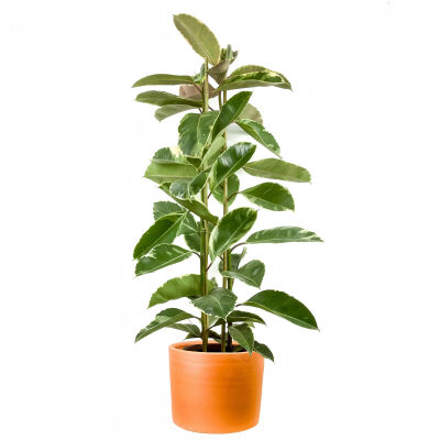 Alacalı Kauçuk Bitkisi-Ficus Elastica Tineke-Ruby Terra Cotta Saksılı 2 Gövdeli 140-160cm - 1