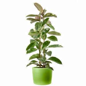 Alacalı Kauçuk Bitkisi-Ficus Elastica Tineke-Ruby Yeşil Saksılı 2 Gövdeli 140-160cm - Fidan Burada