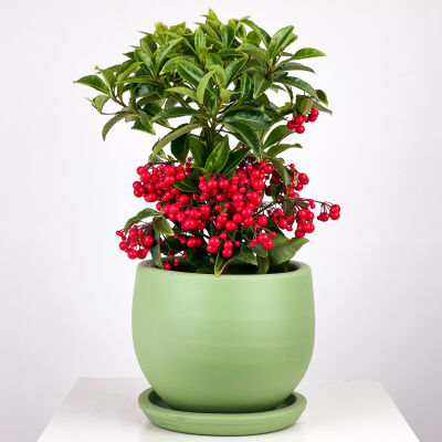 Ardisia Crenata Berry (Ateş Kirazı) Curvy Yeşil Saksılı - 1