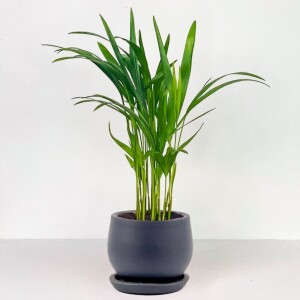 Areka Palmiyesi Curvy Antrasit Saksılı - Areca Dypsis Lutescens-İthal 30-40 cm - Fidan Burada