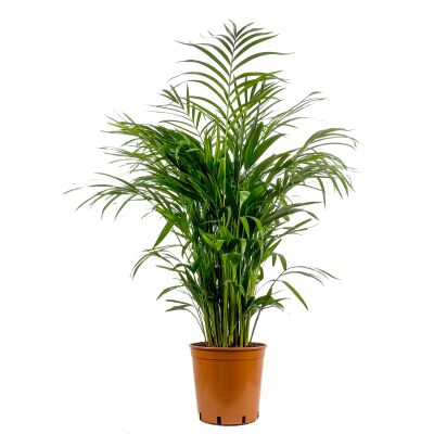 Areka Palmiyesi - Areca Dypsis Lutescens 100-120 cm - 1