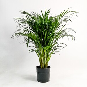 Areka Palmiyesi-Areca Dypsis Lutescens 120-140 Cm Dekoratif Saksılı - 2