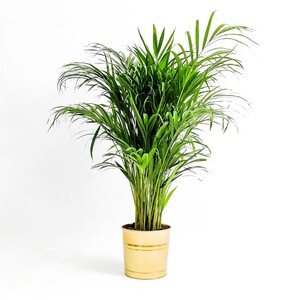 Areka Palmiyesi-Areca Dypsis Lutescens 120-140 Cm Dekoratif Saksılı - 3