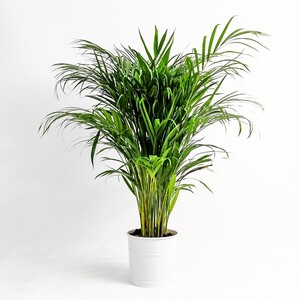 Areka Palmiyesi-Areca Dypsis Lutescens 120-140 Cm Dekoratif Saksılı - 4