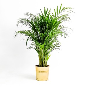 Areka Palmiyesi-Areca Dypsis Lutescens 120-140 Cm Dekoratif Saksılı - Fidan Burada