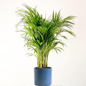 Areka Palmiyesi-Areca Dypsis Lutescens - Antrasit Ruby Saksılı 100-120cm - Fidan Burada