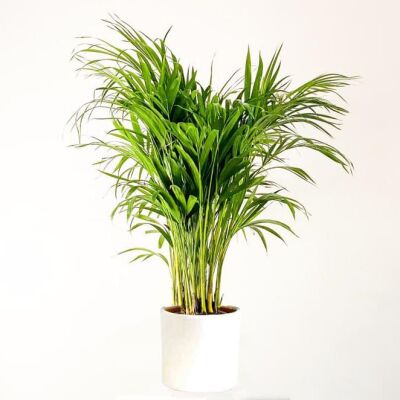 Areka Palmiyesi-Areca Dypsis Lutescens - Beyaz Ruby Saksılı 100-120cm - 1