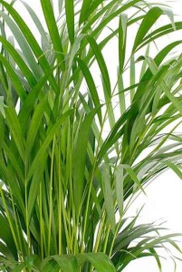 Areka Palmiyesi-Areca Dypsis Lutescens - Beyaz Ruby Saksılı 100-120cm - 2