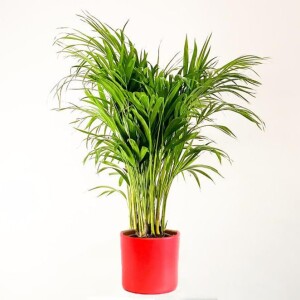 Areka Palmiyesi-Areca Dypsis Lutescens - Kırmızı Ruby Saksılı 100-120cm - Fidan Burada