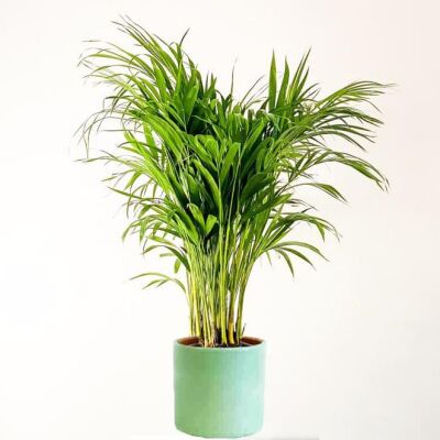 Areka Palmiyesi-Areca Dypsis Lutescens - Mint Yeşili Ruby Saksılı 100-120cm - 1