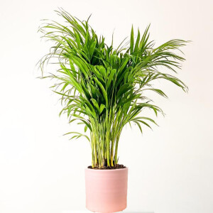 Areka Palmiyesi-Areca Dypsis Lutescens - Pembe Ruby Saksılı 100-120cm - Fidan Burada