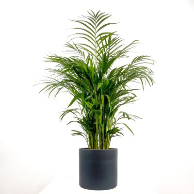 Areka Palmiyesi - Areca Dypsis Lutescens Ruby Antrasit Saksılı 100-120 cm - 1