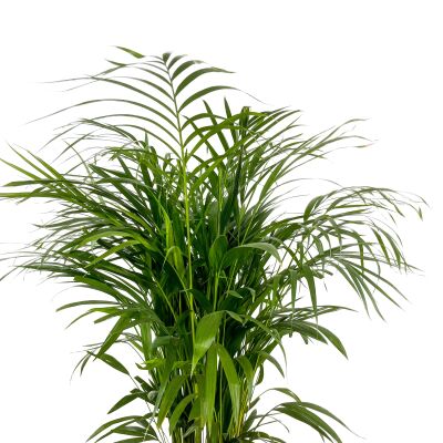 Areka Palmiyesi - Areca Dypsis Lutescens Ruby Antrasit Saksılı 100-120 cm - 2