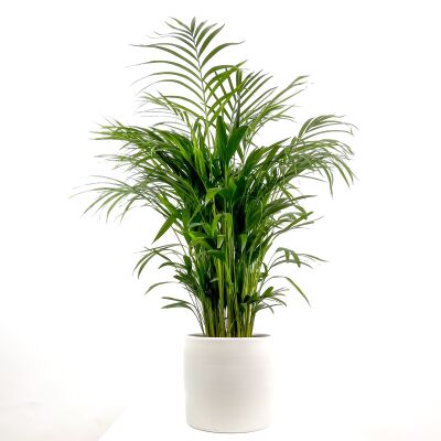 Areka Palmiyesi - Areca Dypsis Lutescens Ruby Beyaz Saksılı 100-120 cm - 1