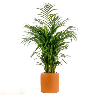 Areka Palmiyesi - Areca Dypsis Lutescens Ruby Terra Cotta Saksılı 100-120 cm - 1