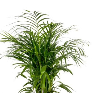 Areka Palmiyesi - Areca Dypsis Lutescens Ruby Terra Cotta Saksılı 100-120 cm - 2