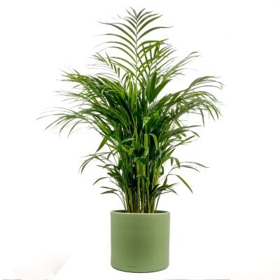 Areka Palmiyesi - Areca Dypsis Lutescens Ruby Yeşil Saksılı 100-120 cm - 1