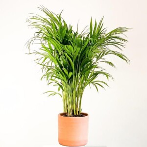 Areka Palmiyesi-Areca Dypsis Lutescens - Terra Cotta Ruby Saksılı 100-120cm - Fidan Burada