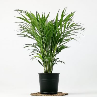 Areka Palmiyesi - Dekoratif Saksılı Areca - Dypsis Lutescens 100cm - 1