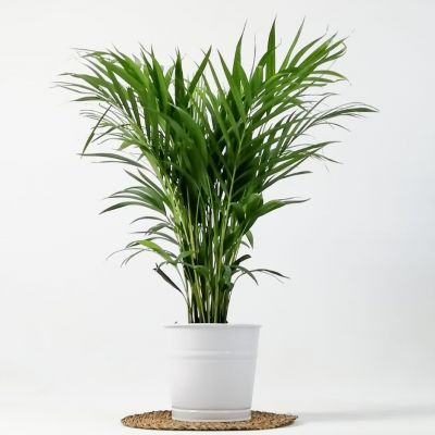 Areka Palmiyesi - Dekoratif Saksılı Areca - Dypsis Lutescens 100cm - 2