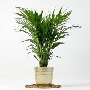 Areka Palmiyesi - Dekoratif Saksılı Areca - Dypsis Lutescens 100cm - 3