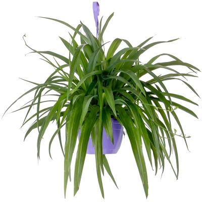 Askılı Kurdele Çiçeği - Chlorophytum Comosum 'Lemon' - 1