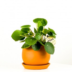 Baby Pilea Curvy Saksılı - Mini Çin Para Bitkisi - Fidan Burada