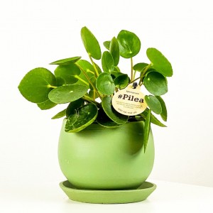 Baby Pilea Curvy Saksılı - Mini Çin Para Bitkisi - 2