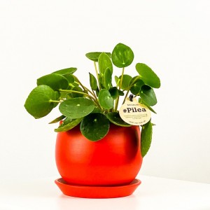 Baby Pilea Curvy Saksılı - Mini Çin Para Bitkisi - 4