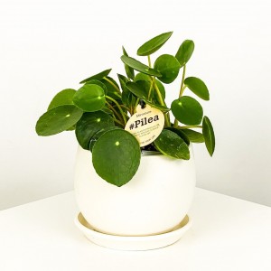 Baby Pilea Curvy Saksılı - Mini Çin Para Bitkisi - 3