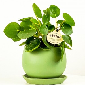 Baby Pilea Curvy Saksılı - Mini Çin Para Bitkisi - 5