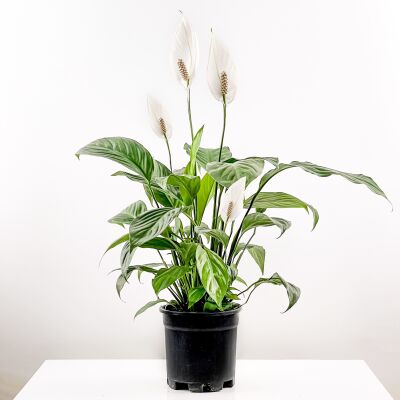 Barış Çiçeği - Spathiphyllum 60-80cm - 1