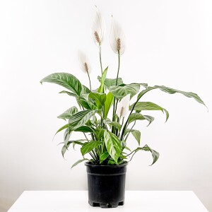 Barış Çiçeği - Spathiphyllum 80-100cm - 1