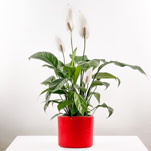 Barış Çiçeği - Spathiphyllum Ruby Kırmızı Saksılı 80-100cm - Fidan Burada