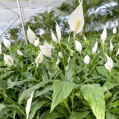 Barış Çiçeği - Spathiphyllum Ruby Kırmızı Saksılı 80-100cm - 2