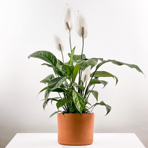 Barış Çiçeği - Spathiphyllum Ruby Terra Cotta Saksılı 80-100cm - Fidan Burada