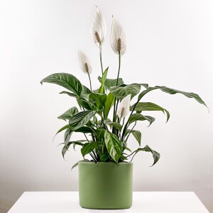 Barış Çiçeği - Spathiphyllum Ruby Yeşil Saksılı 80-100cm - Fidan Burada